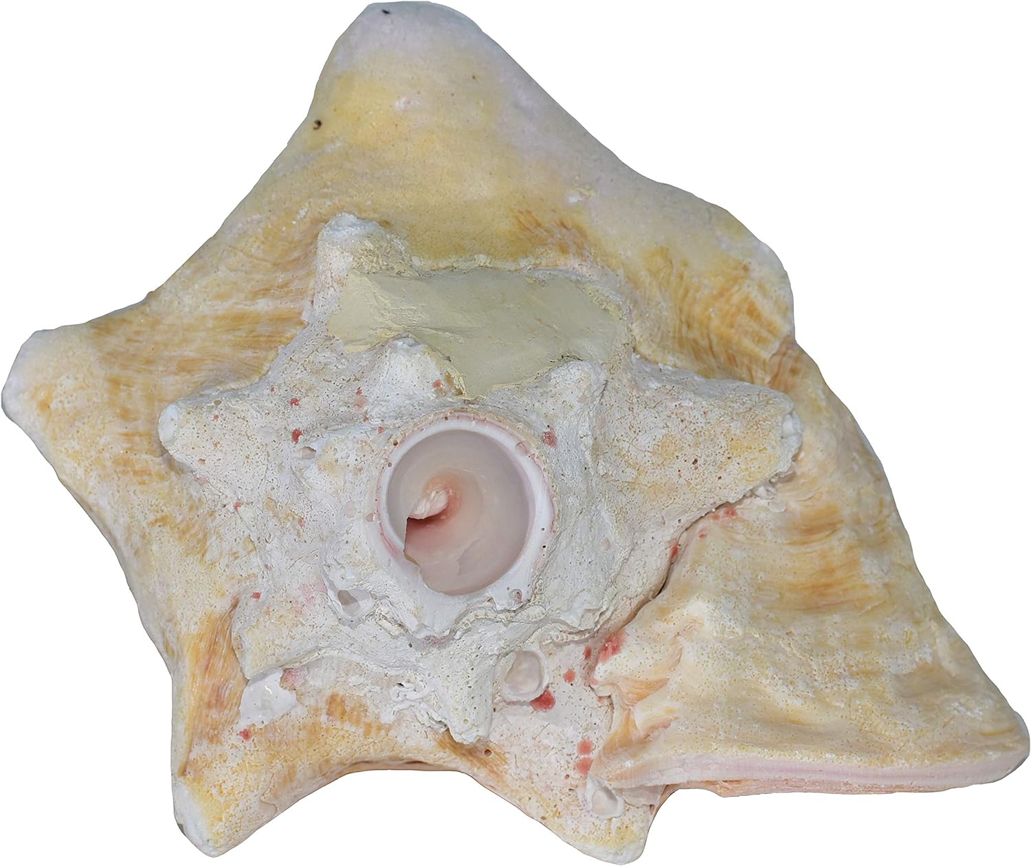 Large Bahama Conch Shell Horn (Pink) - 7-9 inch
