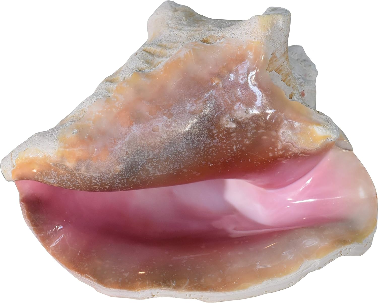Large Bahama Conch Shell Horn (Pink) - 7-9 inch