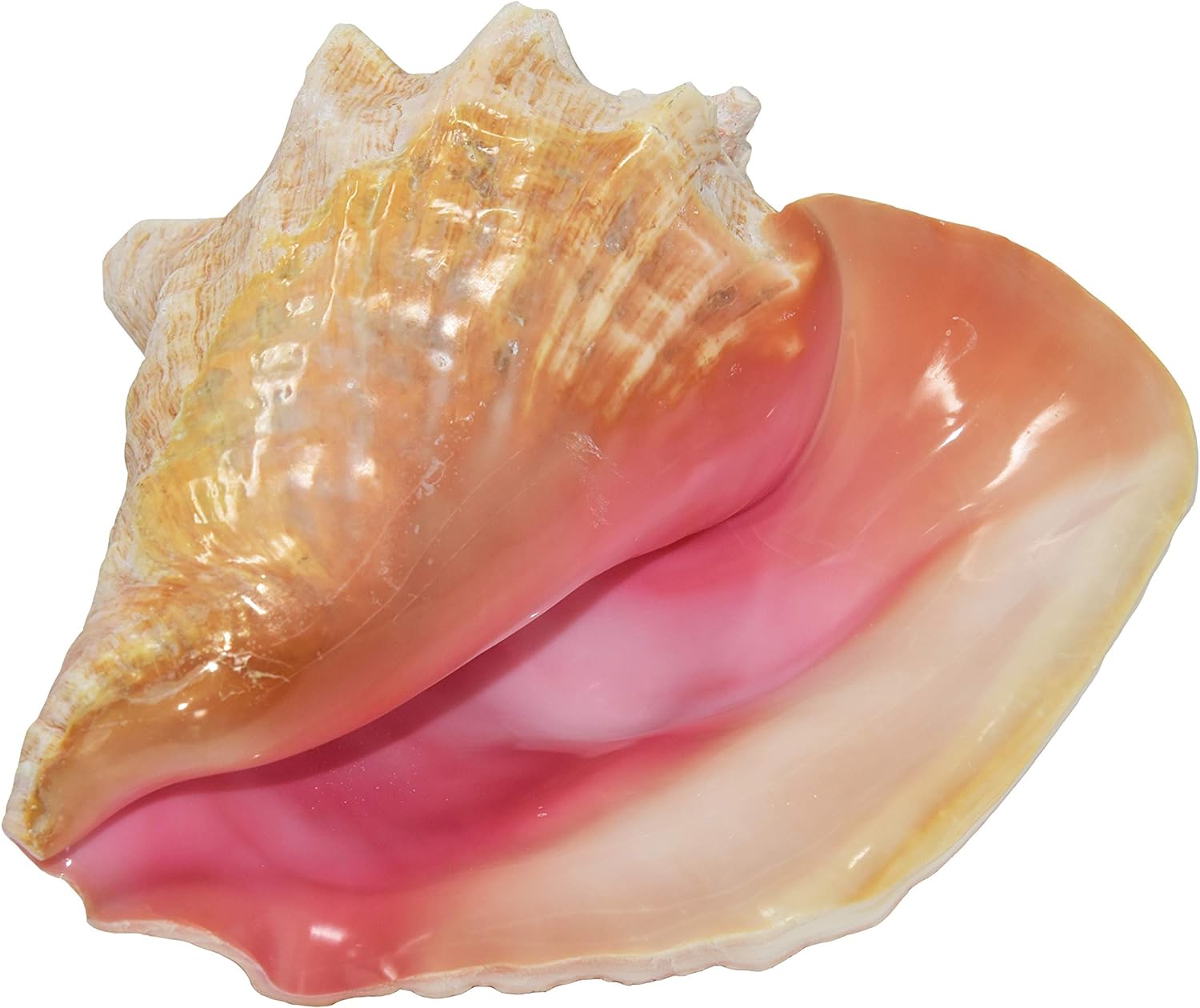 Jumbo HUGE Bahama Conch Seashell (Pink) - Bahamas Pink Conch Shell - 9-10 inch by Nautical Beach Decor